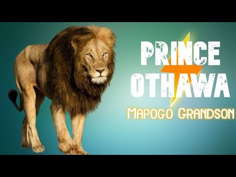 Prince Othawa Male Lion 🦁 Mapogo grandson killed by the Birmingham Boys  (Sabi Sand) #lion