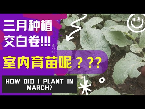 , title : '三月种植交白卷!室内育苗呢？How did I plant in March?'