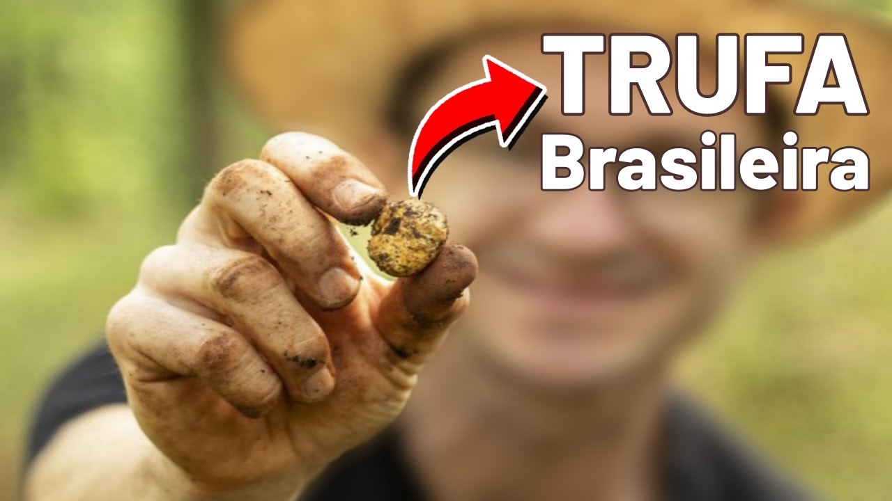 Trufa inédita no Brasil tem quilo comercializado por R$ 8 mil