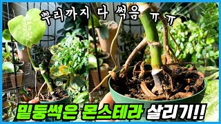 밑둥이 썩어버린 몬스테라 살려낼 수 있습니다!! 뿌리없는 몬스테라 살리는법!!