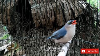 Download lagu SUARA BURUNG RAMBATAN PARUH MERAH BETINA mp3