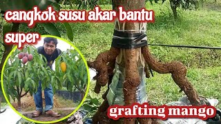 How to... grafting mango trees ... with the roots of trees