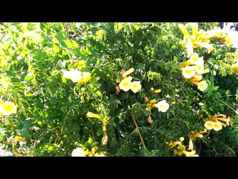 Yellow trumpet vine