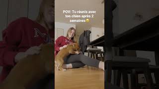 La réaction de Buddy à mon retour de France🥹✨ #shorts #cute #chiot #chien #content #qc #montreal