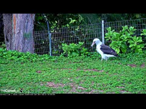 Pilialoha Investigates Area Near Honua's 2016 Nest – Feb. 21, 2017