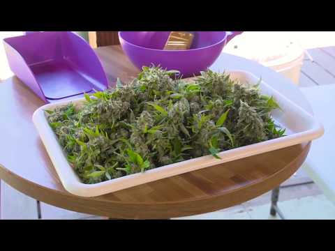 The Original Resinator - Recorta Hasta 500 Gramos por Minuto - Recorte con CO2