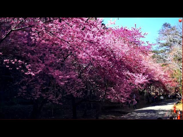 武陵農場_京華吊橋櫻花林