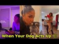 Black People With Their Dogs Funny TikTok Compilations
