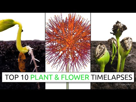 Top 10 Plant and Flower Timelapses