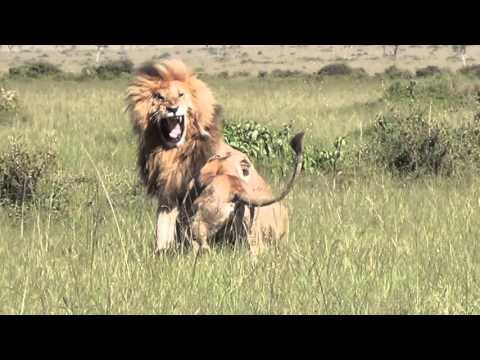 SIGMA FOTOSAFARI - MASAI MARA - AMBOSELI - KENIA