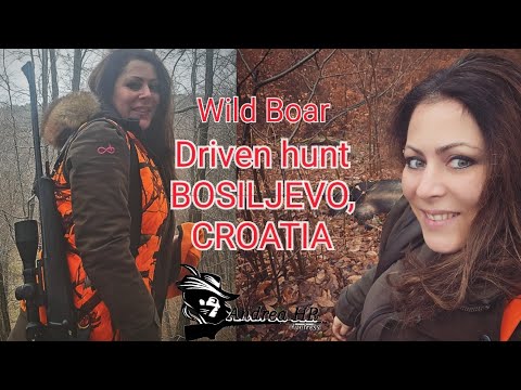 Skupni lov | Drückjagd | Chasse Au Sanglier | Driven Hunt in Bosiljevo, Croatia 