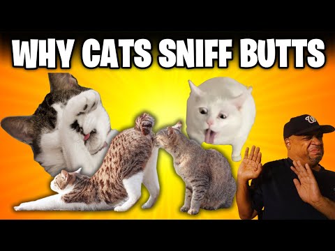 Why Cats Sniff Each Others Butts | Cool Cats & The D.E.V.