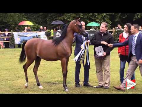 2nd place N.124 SAUD AM - Bruges 2015 International - Yearling Colts Championship (Class 119)