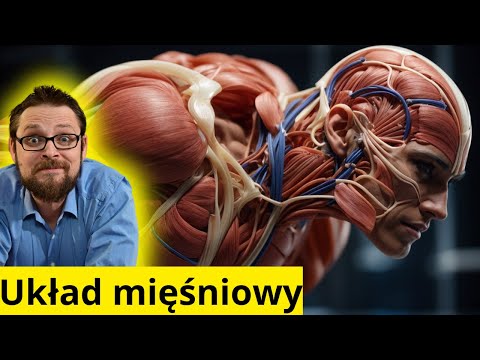 Układ mięśniowy podział, budowa, antagonistyczne działanie i jeszcze parę innych niespodzianek