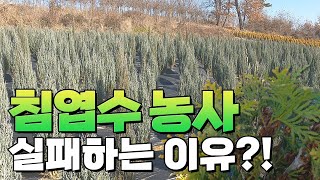 침엽수 농사. 거름,비료피해로 나무가 죽는 이유 ?? [대림묘목농원_침엽수 실패 요인 분석]