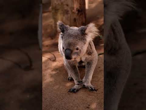 Koala ( picked up and taken away )