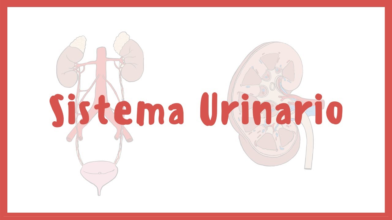 ANATOMÍA | Sistema urinario, riñones, vejiga, uretra y uréteres | Blasto Med