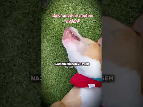 Ten pies czekał aż rok na adopcję.. 💔#pies #zwierzęta