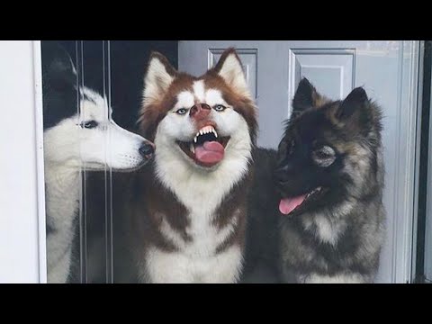 Huskies are such drama queens 😂 Funny Animals 2023