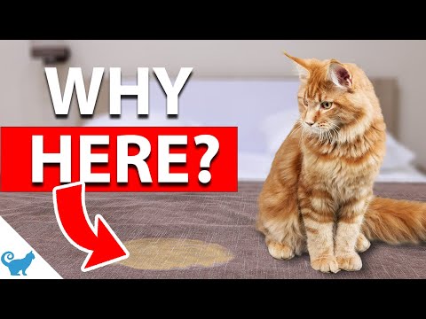 Why is my cat peeing outside the litter box? - EXPLAINED!