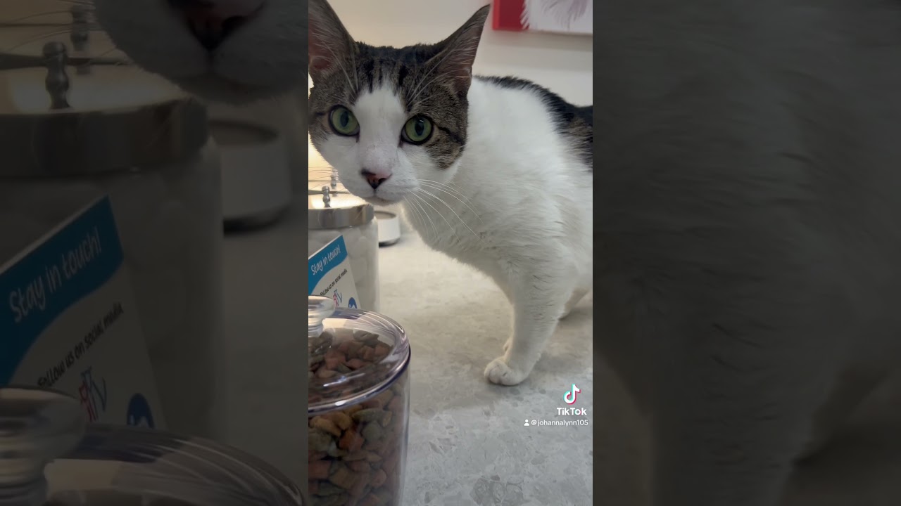 Bradley, a Adoptable Domestic Short Hair in Oceanside, NY video 6/6