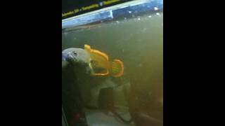 Download lagu story WA #chanaindonesia #fypシ #chanalimbata #youtubeshorts #aquarium #viral #aquascape #chanalokal mp3