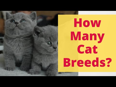 Cat Breed Facts You Will Like. How Many Cat Breeds Are Out There? What Are Oldest Cat Breeds?