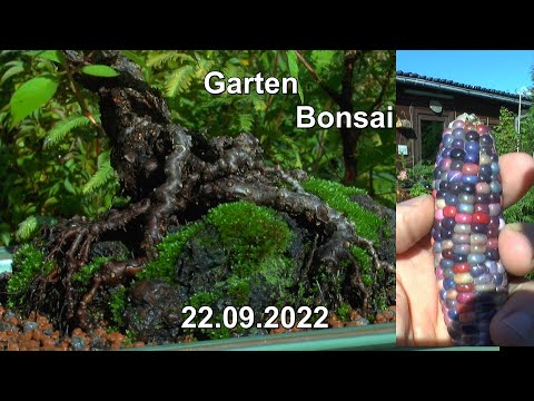 Garten im September mit Bonsai und Allerlei aus dem Garten mit buntem Mais