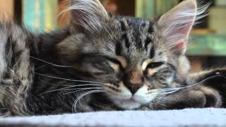 Esprit Nouveau Siberian Cats - Jingle Bell Rock - Mina