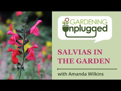 Gardening Unplugged - Salvias, the longest blooming perennial in the Garden with Amanda Wilkins
