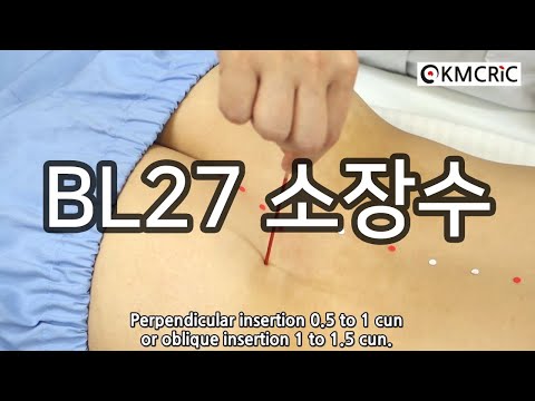BL27 소장수 小腸兪 Xiaochangshu (Eng sub) - KMCRIC WHO Standard acupoint DB