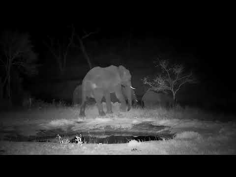 Djuma: Elephants drinking at pan seem a bit nervous - 23:24 - 08/31/2022