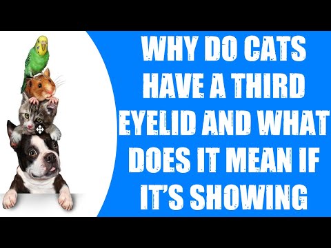 WHY DO CATS HAVE A THIRD EYELID AND WHAT DOES IT MEAN IF IT'S SHOWING
