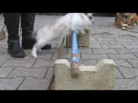 chataigne et saika saut