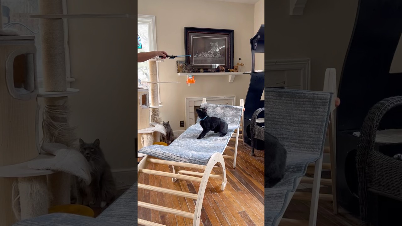 Enlarge Tiny Tim, a ADOPTABLE Domestic Short Hair in Mansfield, OH video 2/2