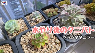 【多肉植物】ベンダタニラーの水やり後のタニパト、春に大きく成長