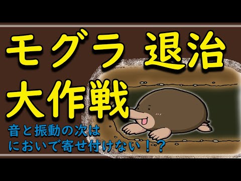 天然の忌避剤: モグラが嫌いな匂いは何ですか?この5つですぐに逃げてしまいます！  庭園