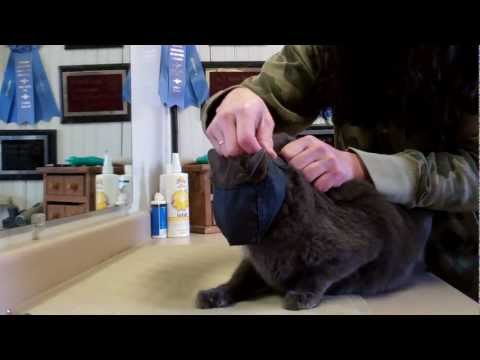 Cat Handling for grooming