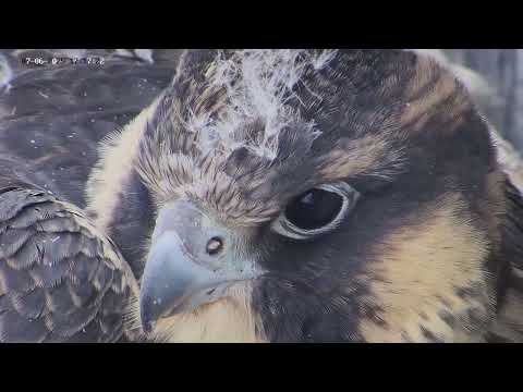 Close up of youngster in the nest