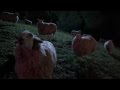 Sheep Watch Fireworks