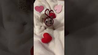 Ready in just one step! Eleanor is a low maintenance girlie.