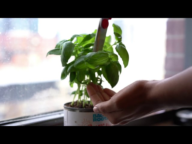 مجموعة الزراعة في المطبخ ،الريحان والنعناع والكزبرة من Back to the Roots®