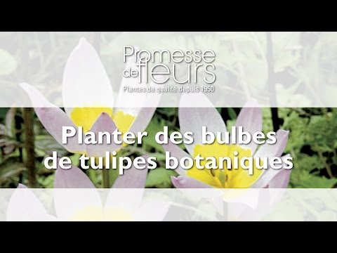 comment soigner tulipes