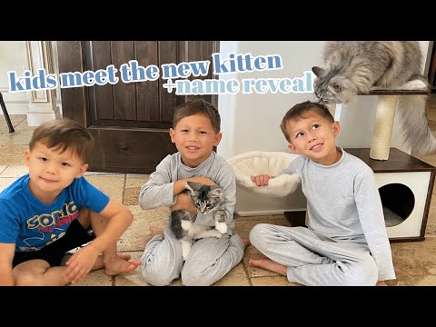 kids meet the new kitten + name reveal!