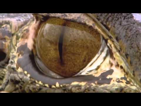 download lagu mp3 mp4 Robin Sylvan, download mp3 Robin Sylvan free download mp3, download mp3 Robin Sylvan