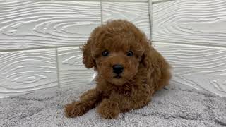 トイプードルの動画01