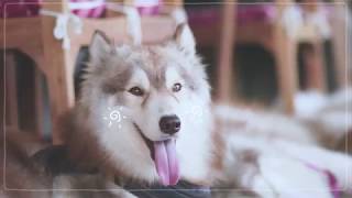 SistaCafe Channel : พาเที่ยวคาเฟ่น้องหมา Inu Machi