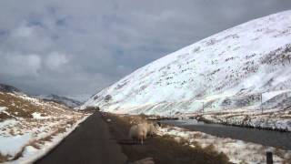 Winter Sheep On The Road Glen Sherup Perthshire Scotland