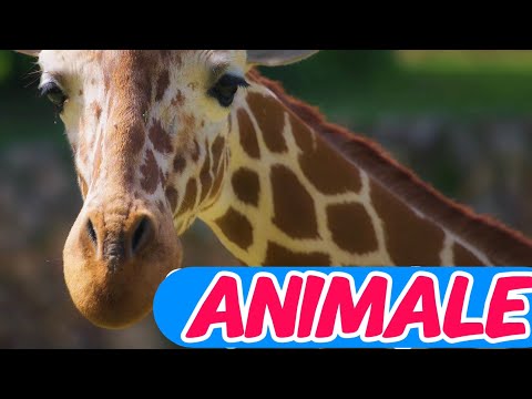 Animale Sălbatice pentru Copii 🐘🦁  Lumea Animalelor cu Învață cu Roxi - Partea 1