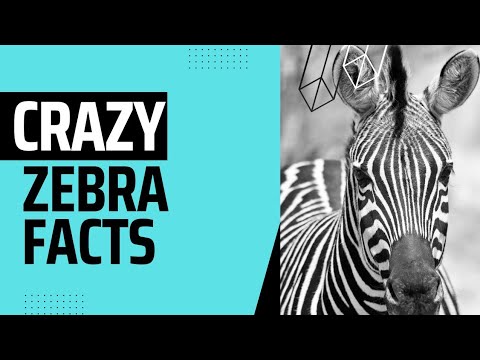 10 CRAZY ZEBRA FACTS